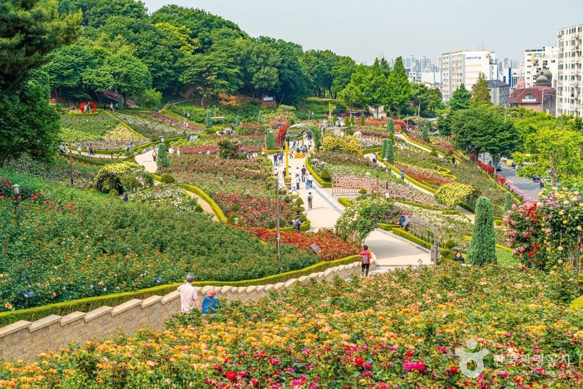 백만송이장미원 전경