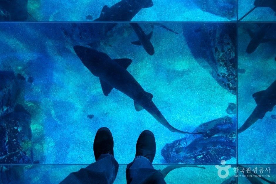 SEA LIFE 부산아쿠아리움 모습 1