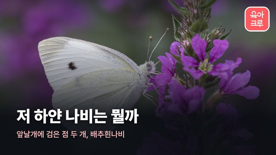 나비 종류 커버 사진