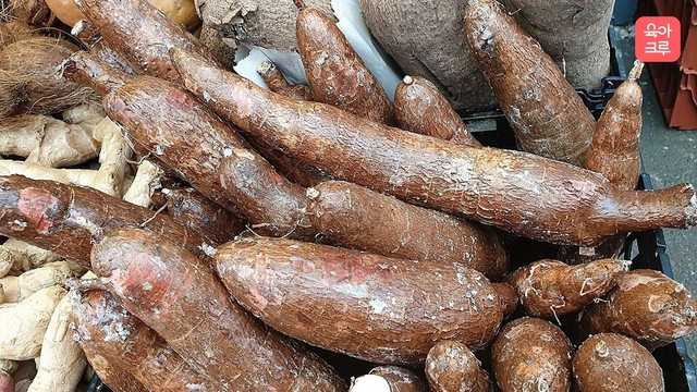 카사바 독성