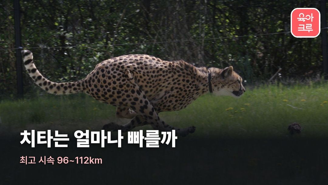 치타 속도 커버 사진