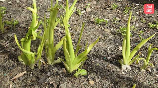 원추리 독성