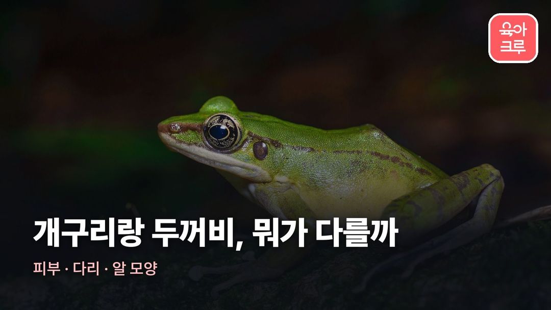 개구리 두꺼비 차이 커버 사진