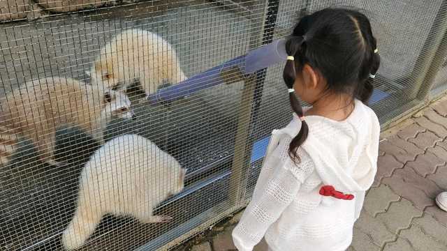 강릉 쌍둥이 동물원에서 동물을 보는 아이