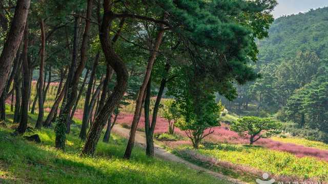 가산수피아 솔숲 아래 핑크뮬리