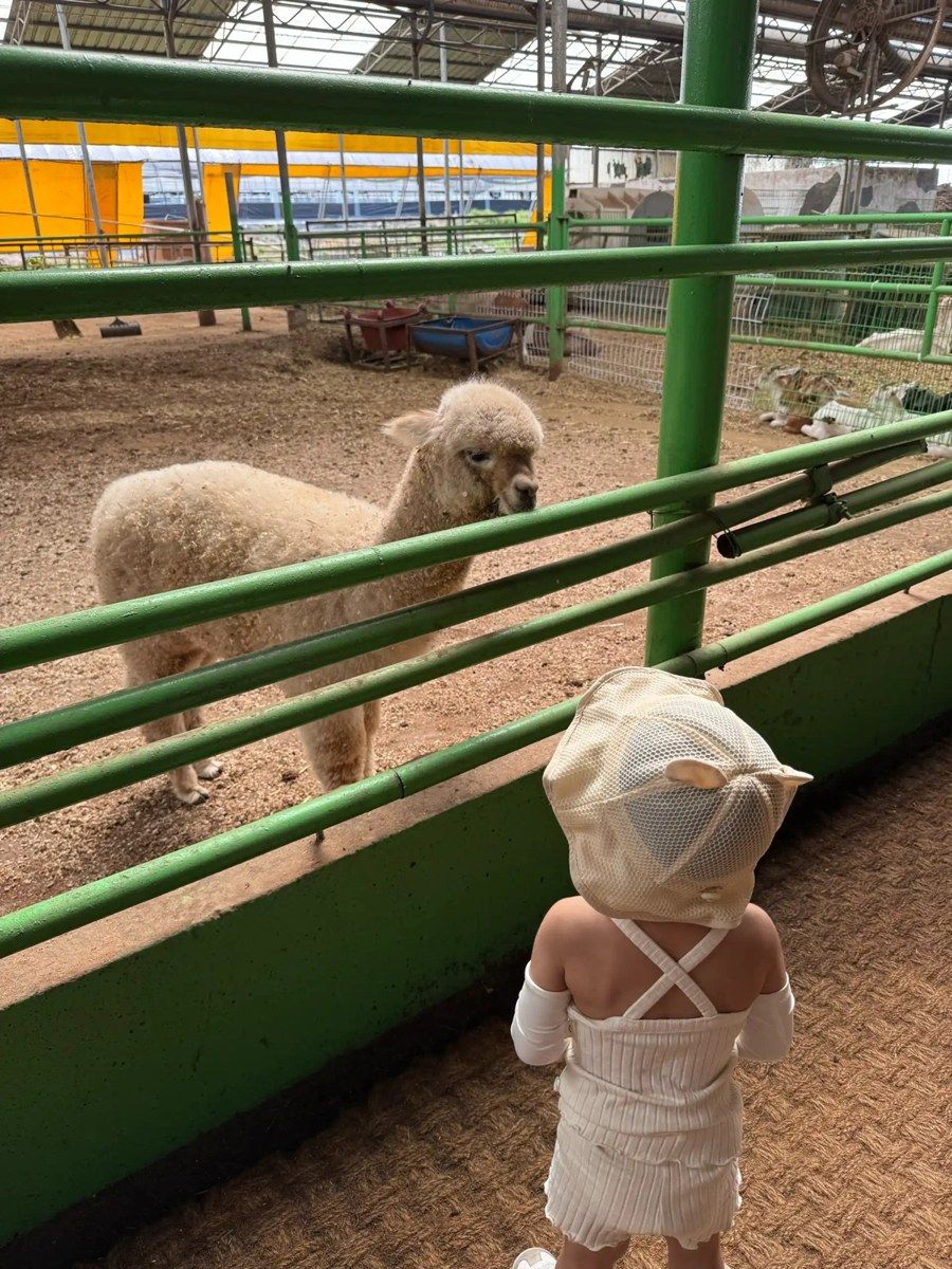 울타리 너머 알파카를 바라보는 아이