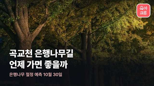 곡교천 은행나무길의 노란 은행나무 가로수와 산책로