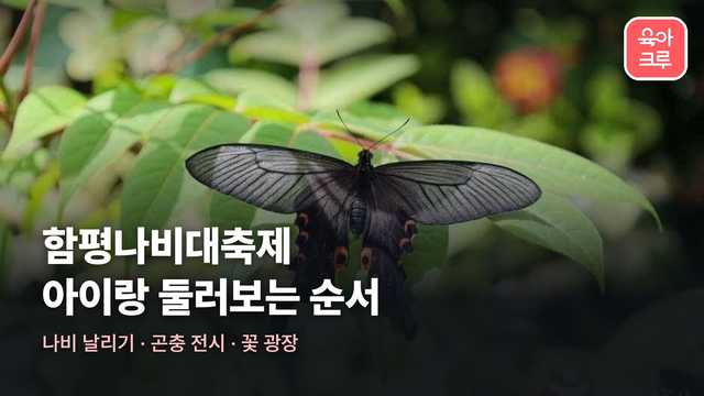초록 잎 위에 검은 날개를 펼친 호랑나비