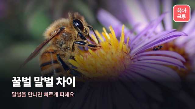 꿀벌 말벌 차이 커버 사진