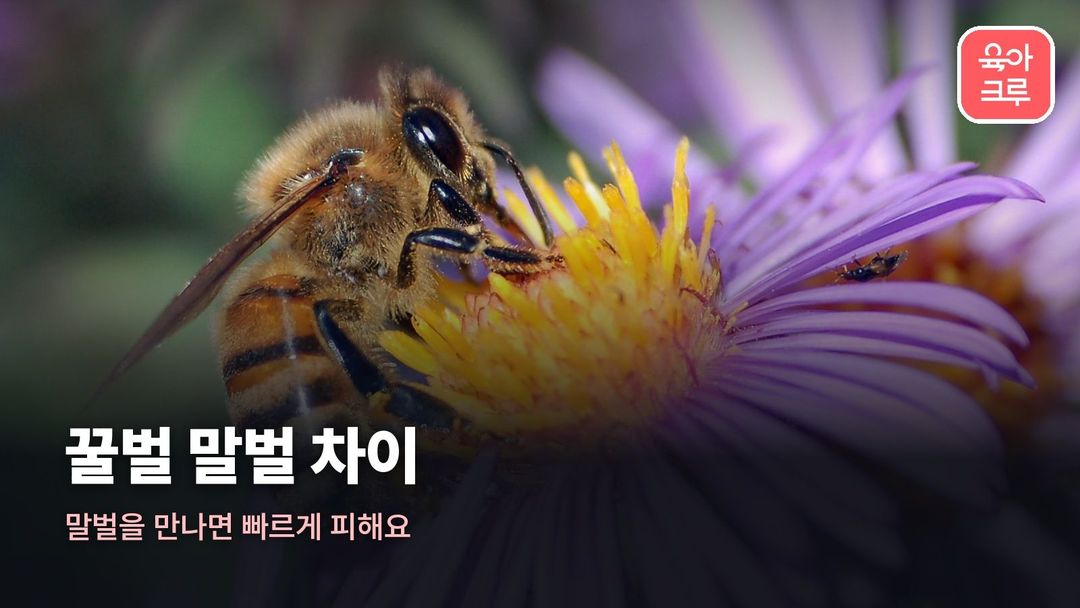 꿀벌 말벌 차이 커버 사진