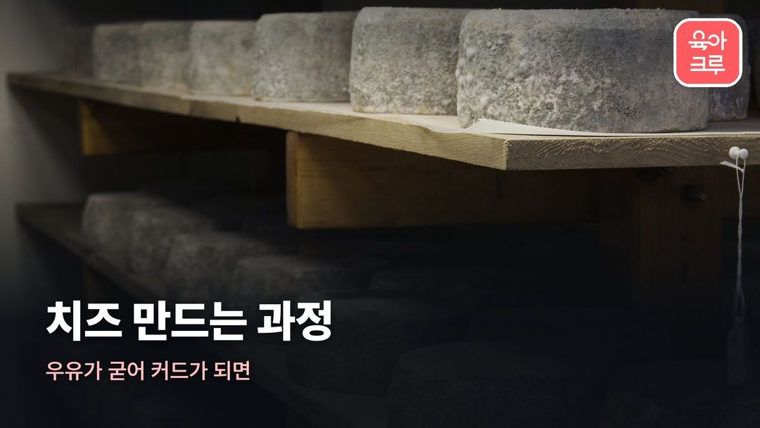 치즈 만드는 과정 커버 사진