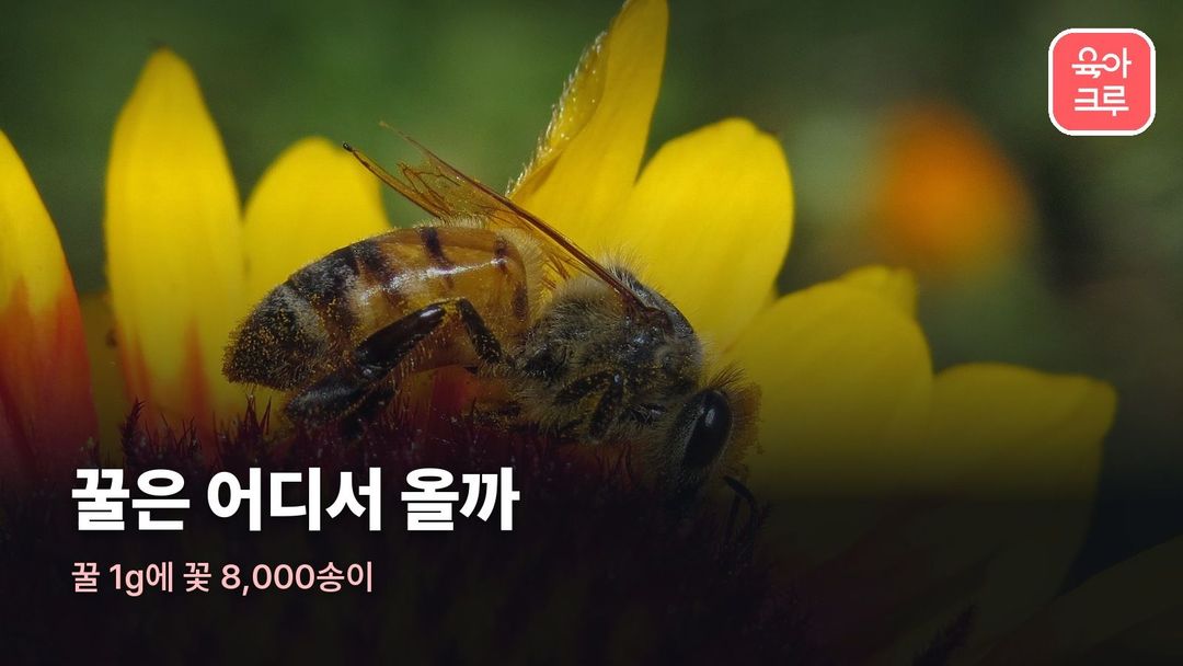 꿀 만드는 과정 커버 사진