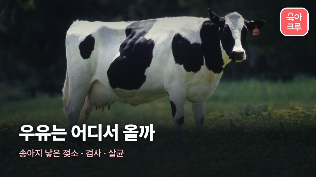 우유 만드는 과정 커버 사진