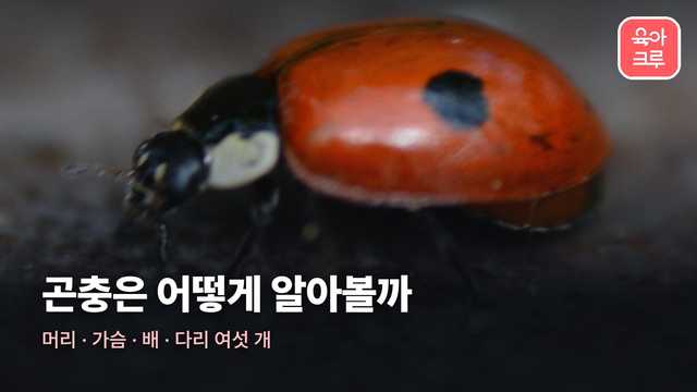 곤충 종류 커버 사진