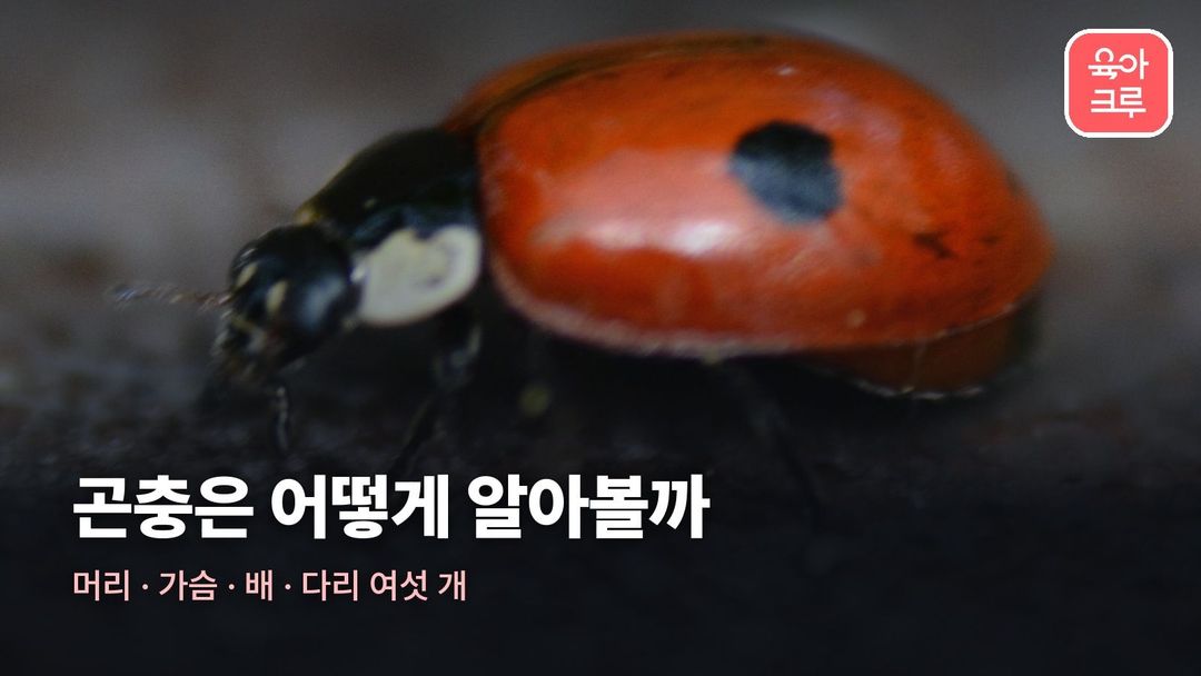 곤충 종류 커버 사진