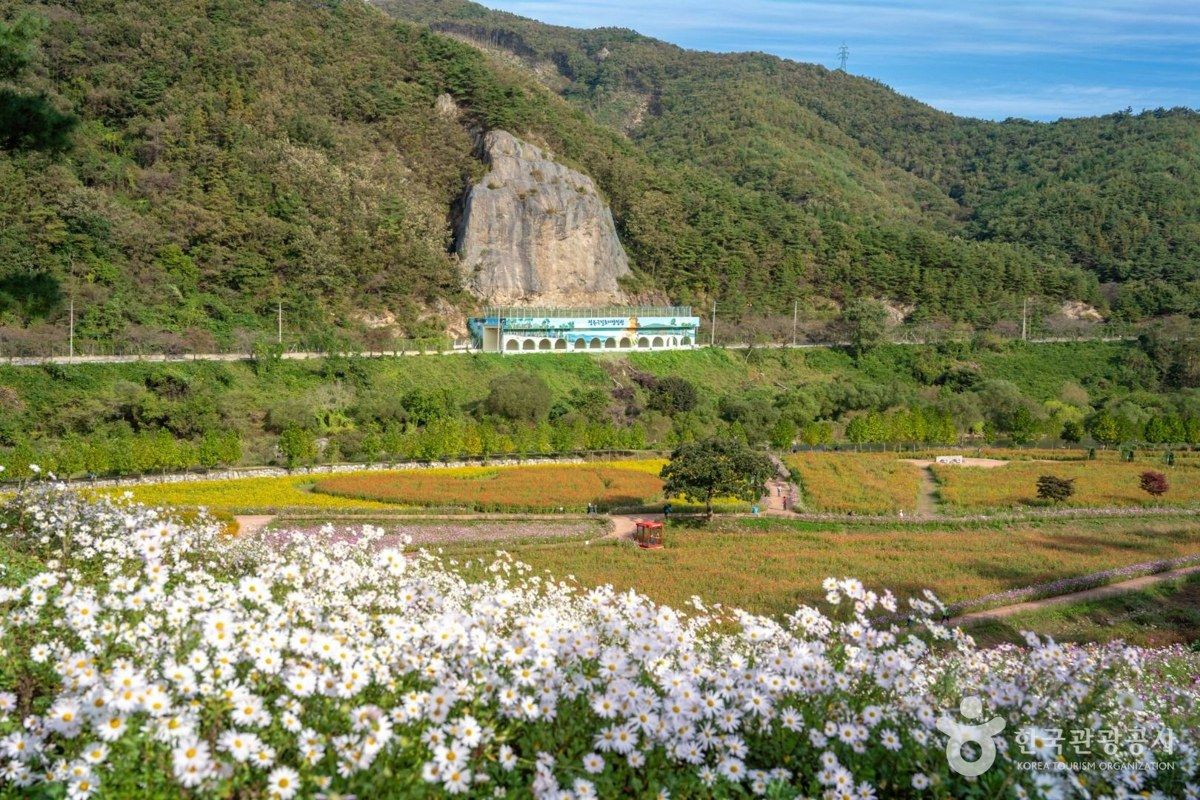 정읍 구절초 지방정원 전경