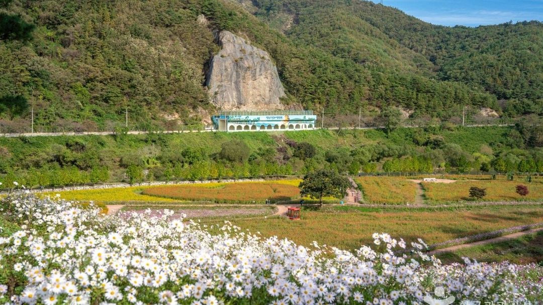 정읍 가볼만한곳 정읍 구절초 지방정원