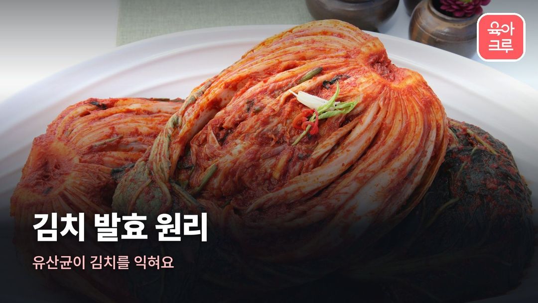 김치 발효 원리 커버 사진