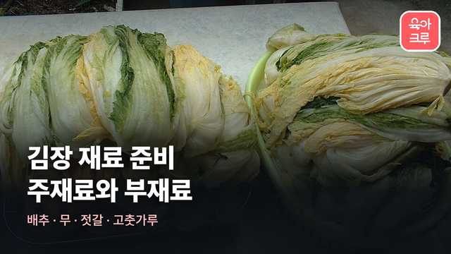 소금에 절여 숨이 죽은 배추 두 덩이