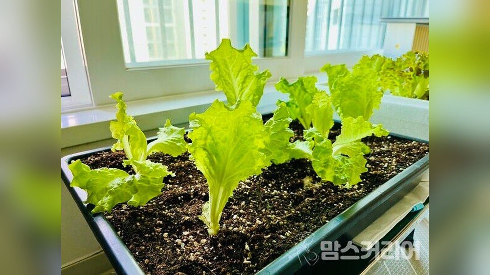 편식하던 아이가 직접 키운 상추는 먹어요! 베란다 텃밭 첫걸음 상추·방울토마토·버섯 키우기! | 육크뉴스...