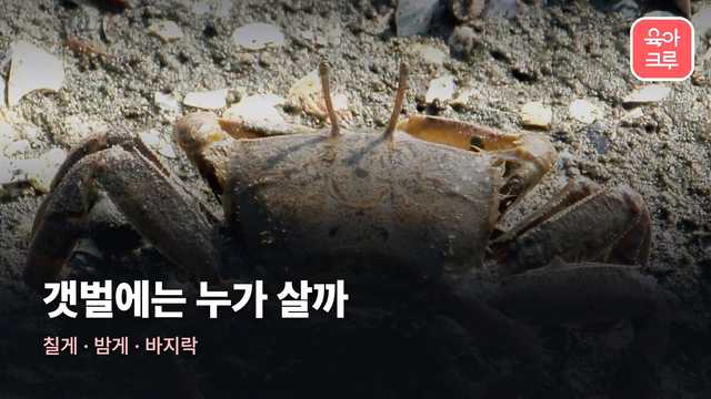 바닷가 생물 이름 커버 사진