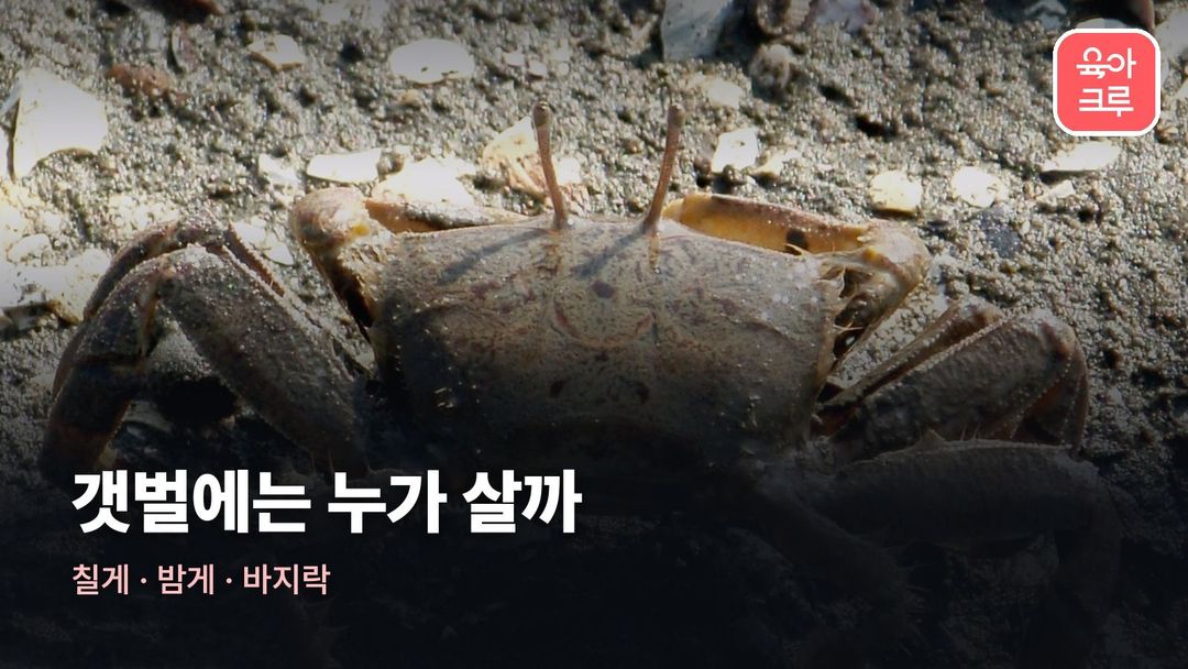 바닷가 생물 이름 커버 사진