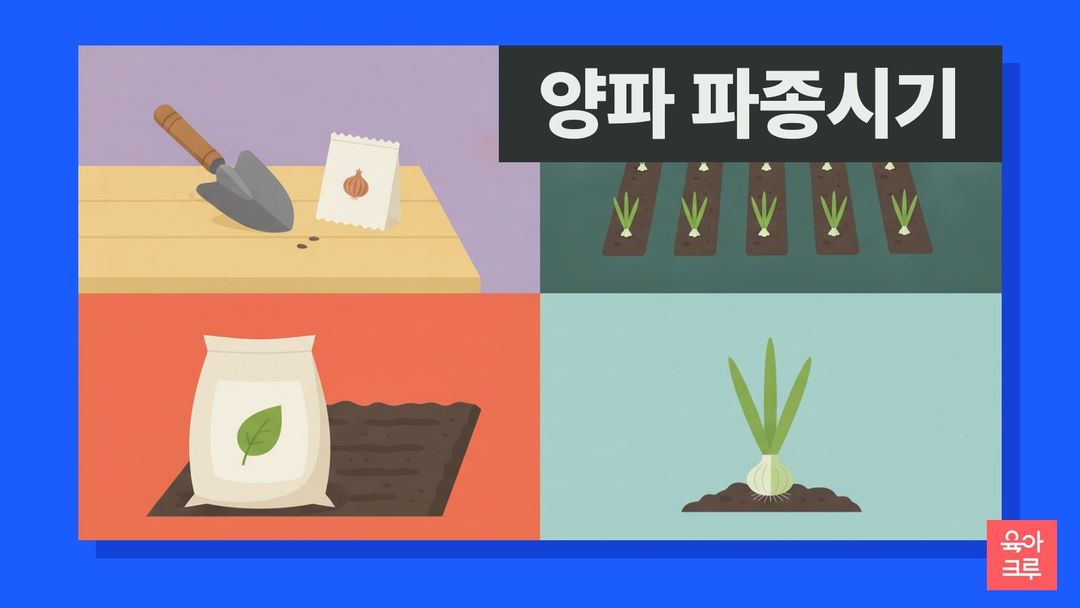 양파 파종시기 일러스트