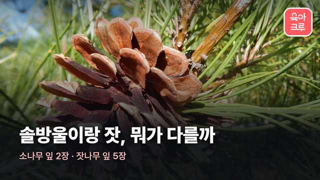 솔방울 잣 차이 커버 사진