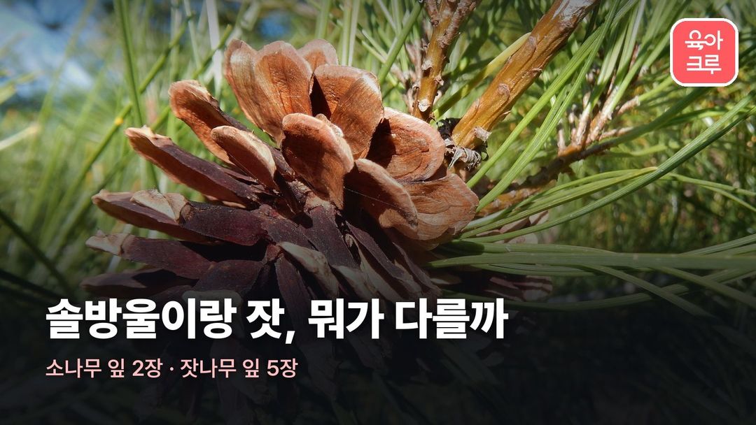 솔방울 잣 차이 커버 사진
