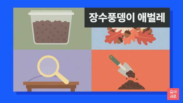 장수풍뎅이 애벌레 키우기 일러스트, 발효 톱밥이 담긴 투명 사육통과 참나무 잎