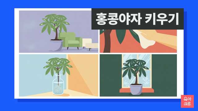 홍콩야자 키우기 일러스트, 손가락 모양 잎이 달린 홍콩야자 화분