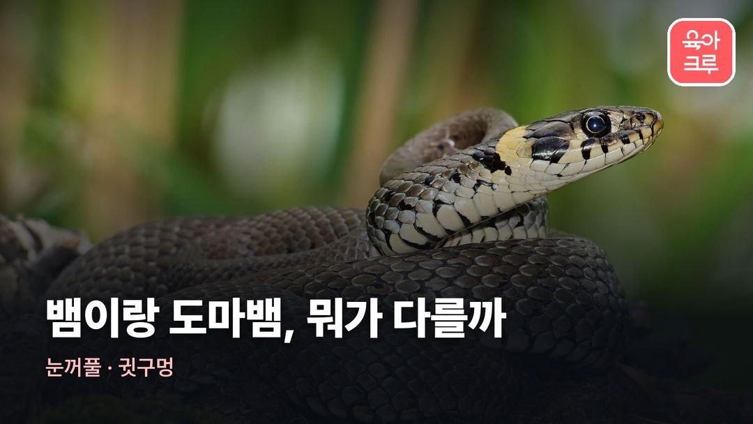 뱀 도마뱀 차이 커버 사진