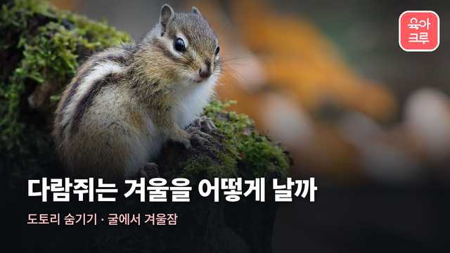 다람쥐 청설모 차이 커버 사진