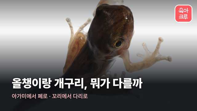 올챙이 개구리 차이 커버 사진