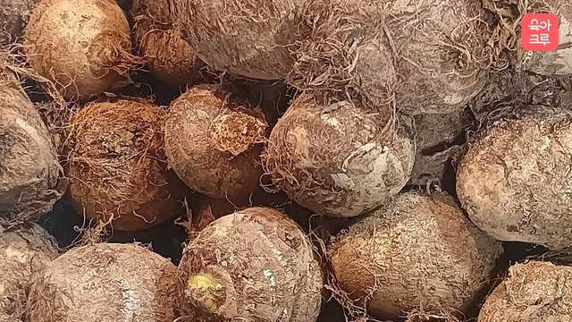 토란대 독성