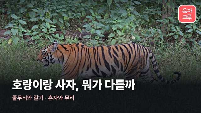 호랑이 사자 차이 커버 사진