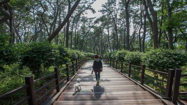 울산 대왕암공원 송림 사이로 이어진 나무 데크 길