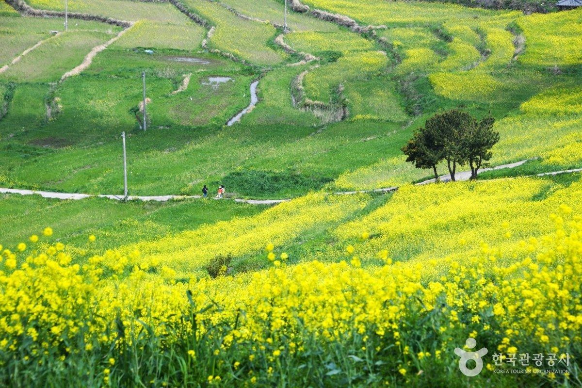청산도 전경