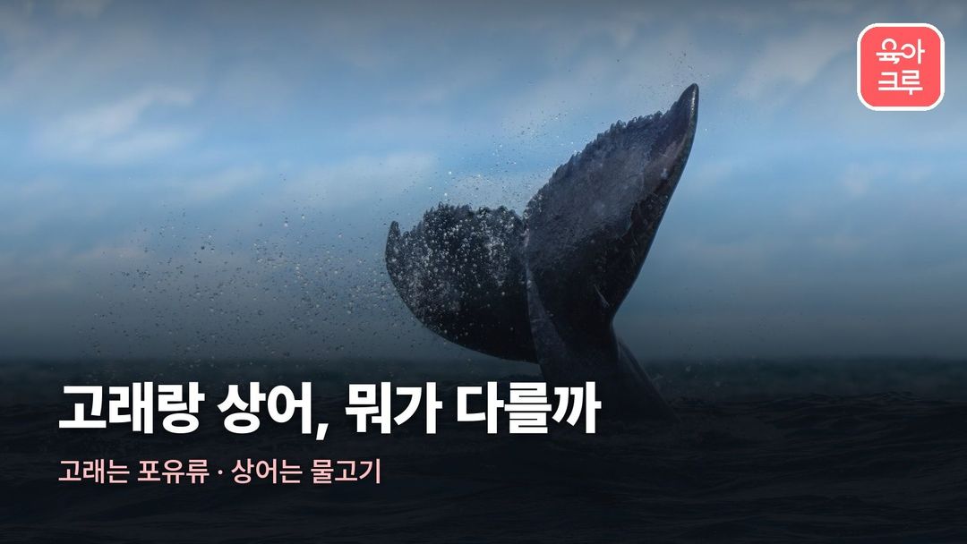 고래 상어 차이 커버 사진