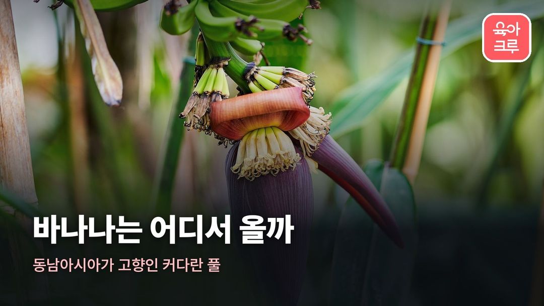 바나나 어디서 와 커버 사진