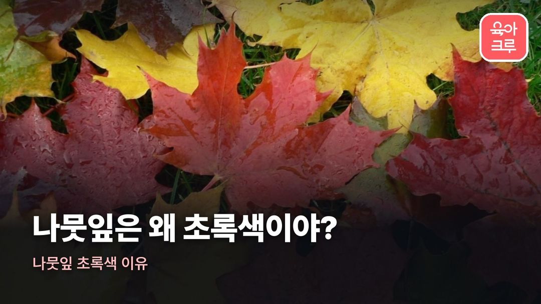 나뭇잎 초록색 이유