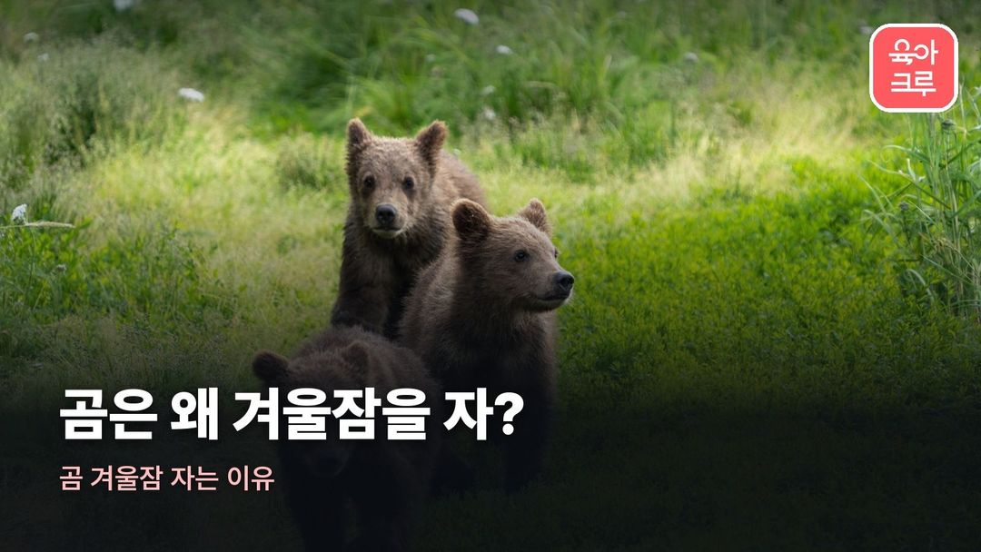곰 겨울잠 자는 이유