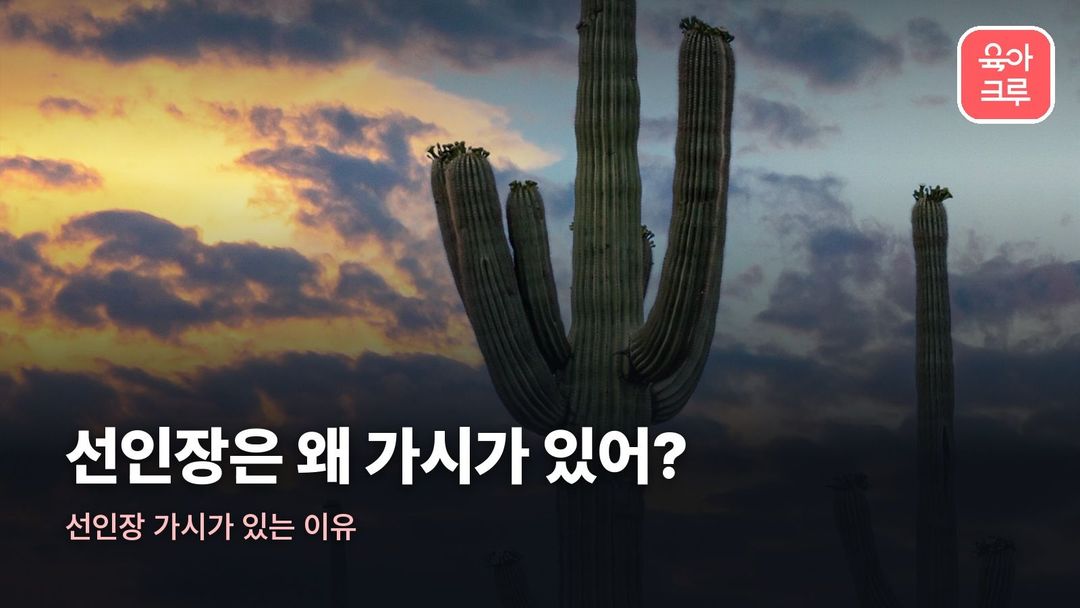 선인장 가시가 있는 이유