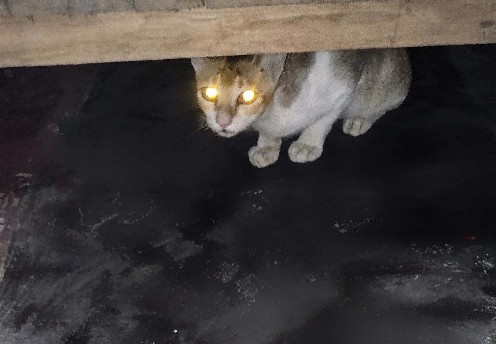 어두운 곳에서 빛을 받아 반짝이는 고양이 눈