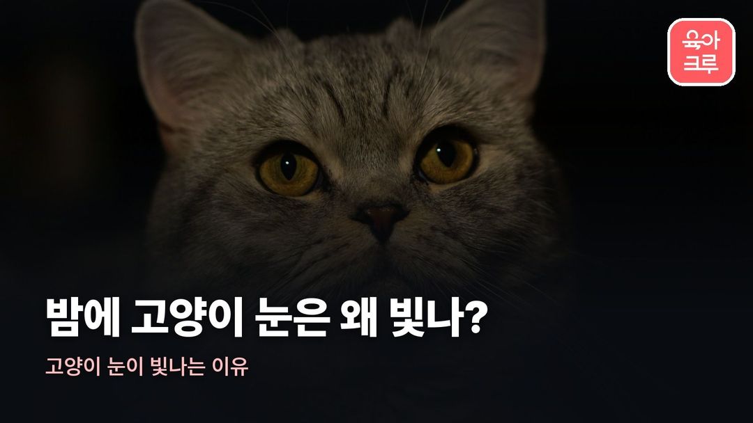 고양이 눈이 빛나는 이유