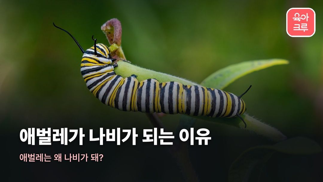 애벌레가 나비가 되는 이유 커버 사진