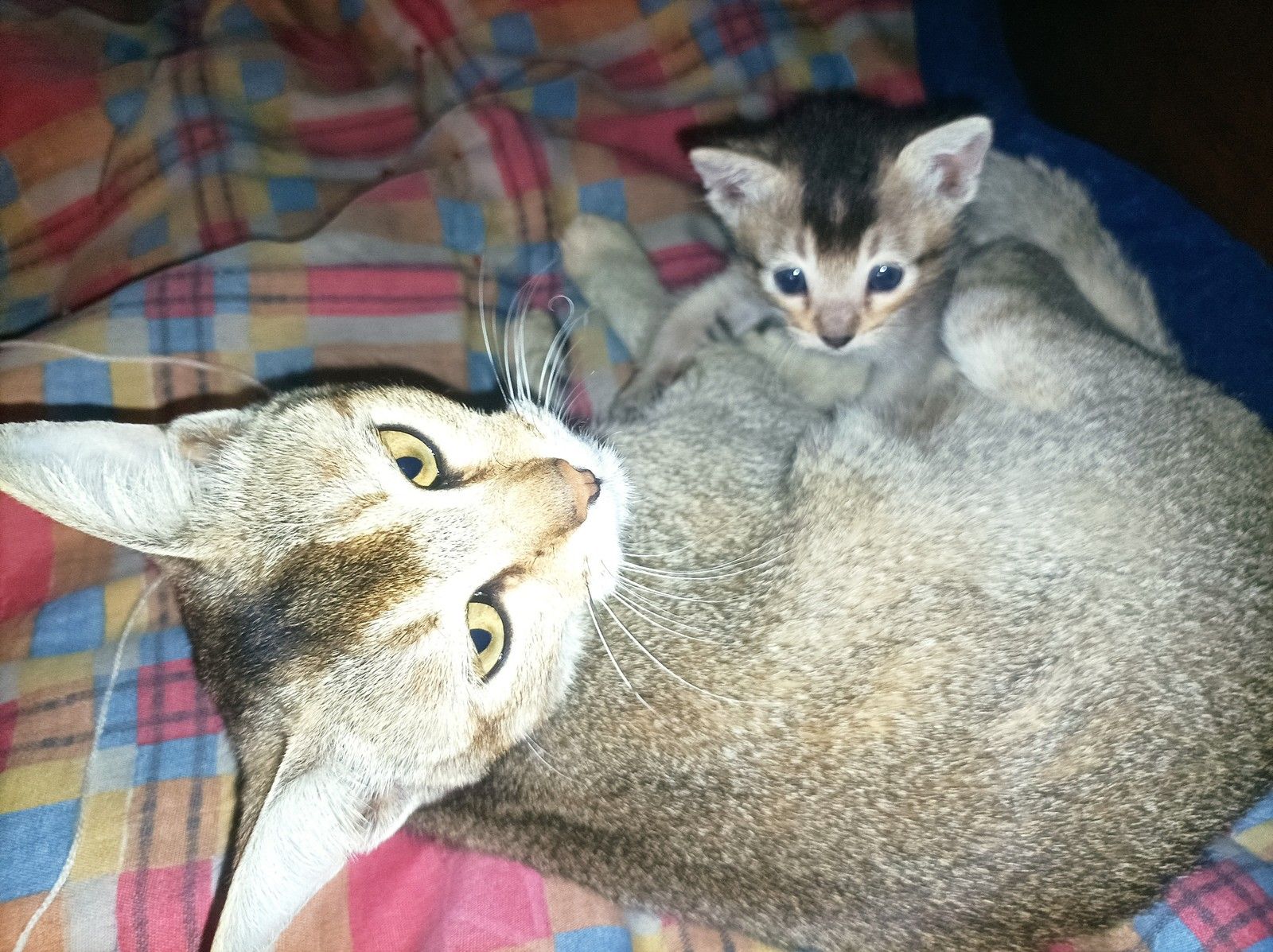 엄마 고양이 위에 엎드린 새끼 고양이