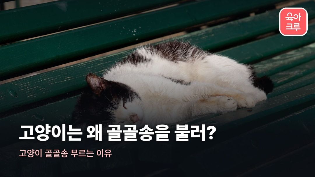 고양이 골골송 부르는 이유