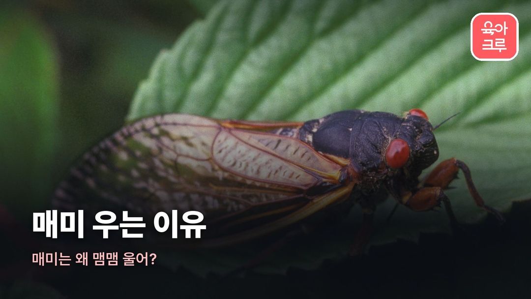 매미 우는 이유 커버 사진