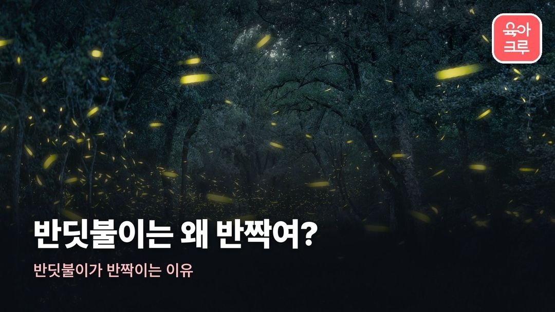 반딧불이가 반짝이는 이유